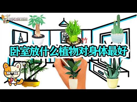 房間可以放鮮花嗎